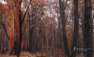 3.山火事から数週間で再生するユーカリの森